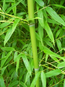 bambuszkivonat